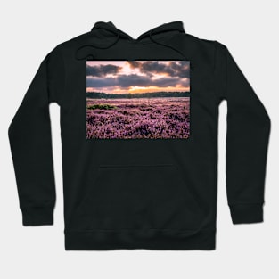 Blooming heather at sunrise at Blaricummerheide, Netherlands Hoodie